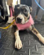 Internet draws tears for shelter dog who thinks she’s not pretty enough to be adopted Internet draws tears for shelter dog who thinks she’s not pretty enough to be adopted