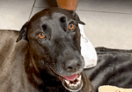 San Diego lifeguards rescued runaway pooch 3/4 mile out to sea