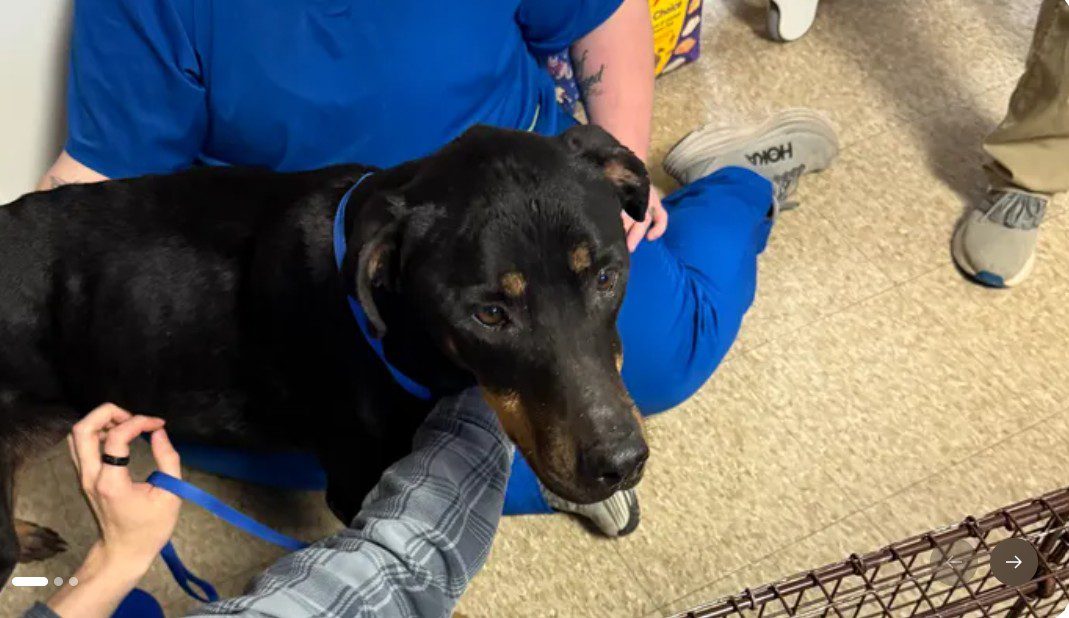 Dog living on her own in forest four months reunited with family after Kentucky tornado ‘to the day’