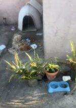 Tethered and neglected for years when finally that life just became his past