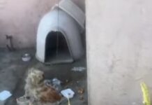 Tethered and neglected for years when finally that life just became his past