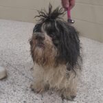 Granddaughter spots family’s dog online after missing for nearly decade