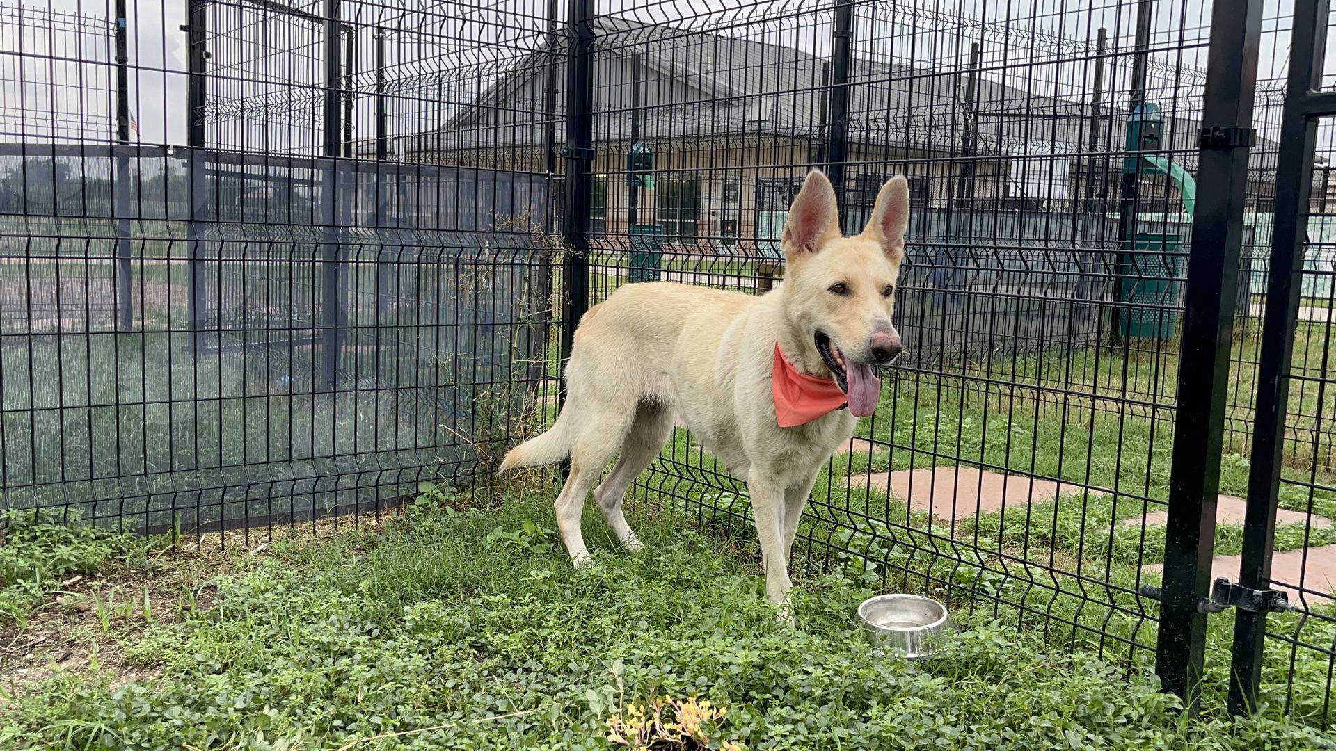 Sally’s last chance: Sweet dog watched owner shot and killed and now faces her own end at San Antonio shelter