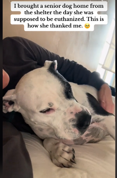 Shelter dog slated to be euthanized shows her new mom so much gratitude our hearts are melting Shelter dog slated to be euthanized shows her new mom so much gratitude our hearts are melting