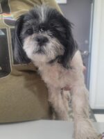 Saddest discovery of neglected dog surrendered when grandmother found alone unable to even care for herself