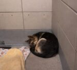 Heartbreaking: 5 month old frightened German shepherd puppy facing last sunset