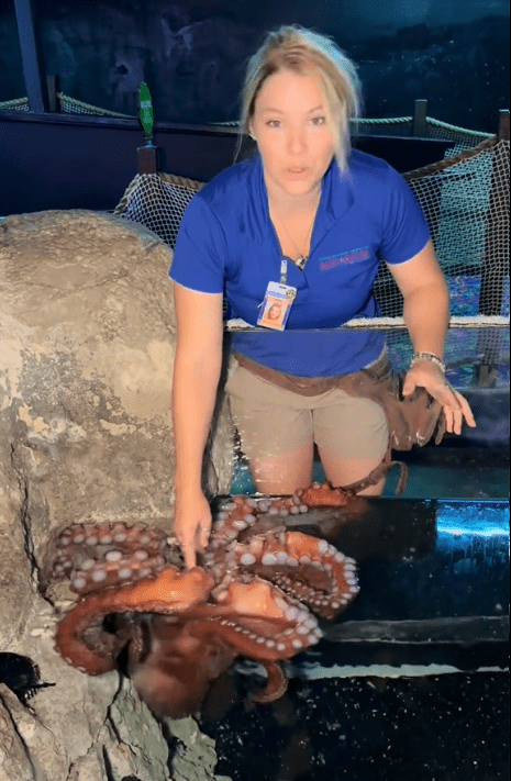 Mom claims octopus attacked her young son at San Antonio Aquarium