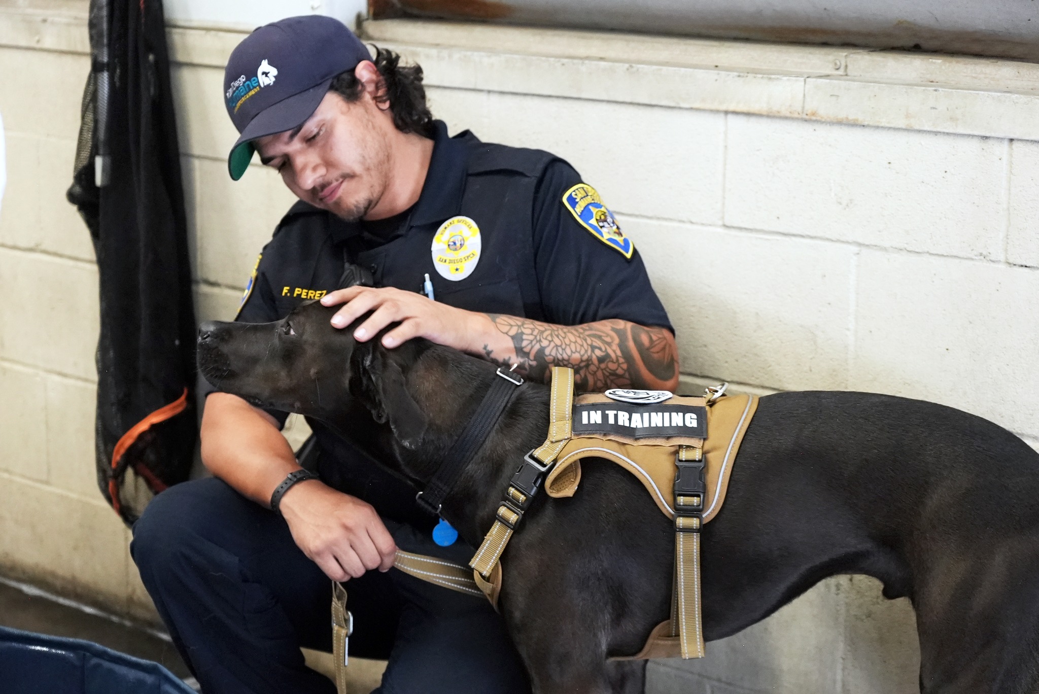 Injured and fuel covered dogs rescued after San Diego private jet crashed into residential neighborhood killing 6