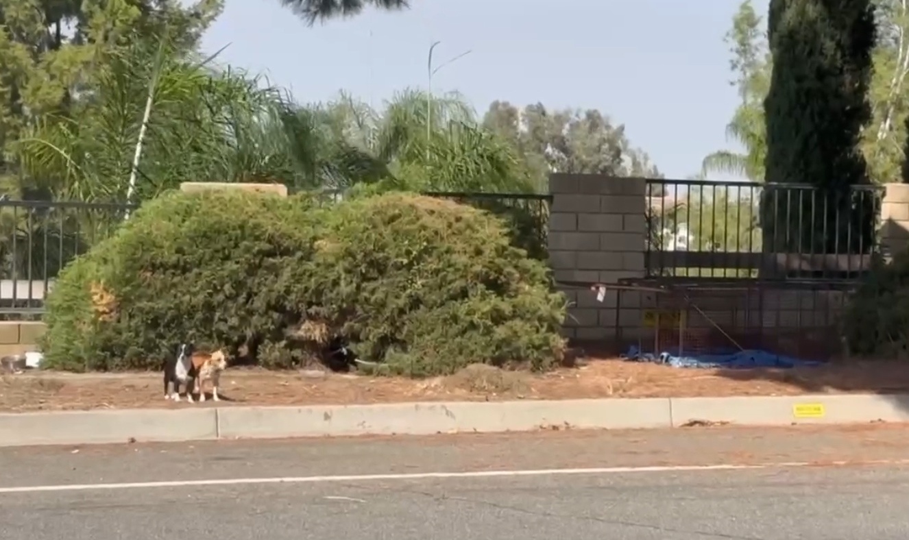 Orphaned litter of puppies no one wanted until one Good Samaritan called upon rescuers for help Orphaned litter of puppies no one wanted until one Good Samaritan called upon rescuers for help