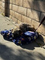 Unwanted pup silently suffered on streets with unbearable mange until kind family stepped in to ease her pain