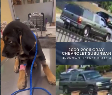 Woman in Santa Ana accused of dumping and then running over 2 month old puppy Woman in Santa Ana accused of dumping and then running over 2 month old puppy