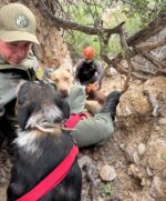 Three lost dogs in remote canyon rescued using hot dogs to lure them out
