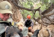 Three lost dogs in remote canyon rescued using hot dogs to lure them out