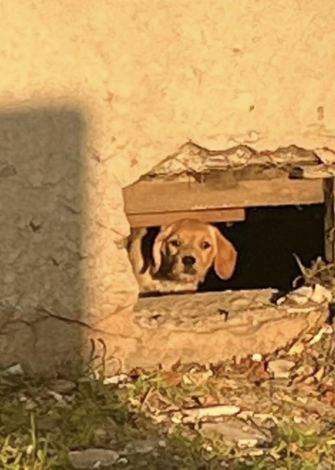 Ten-week-old abandoned puppy started life out hiding under house being built but fate stepped in to help Ten-week-old abandoned puppy started life out hiding under house being built but fate stepped in to help