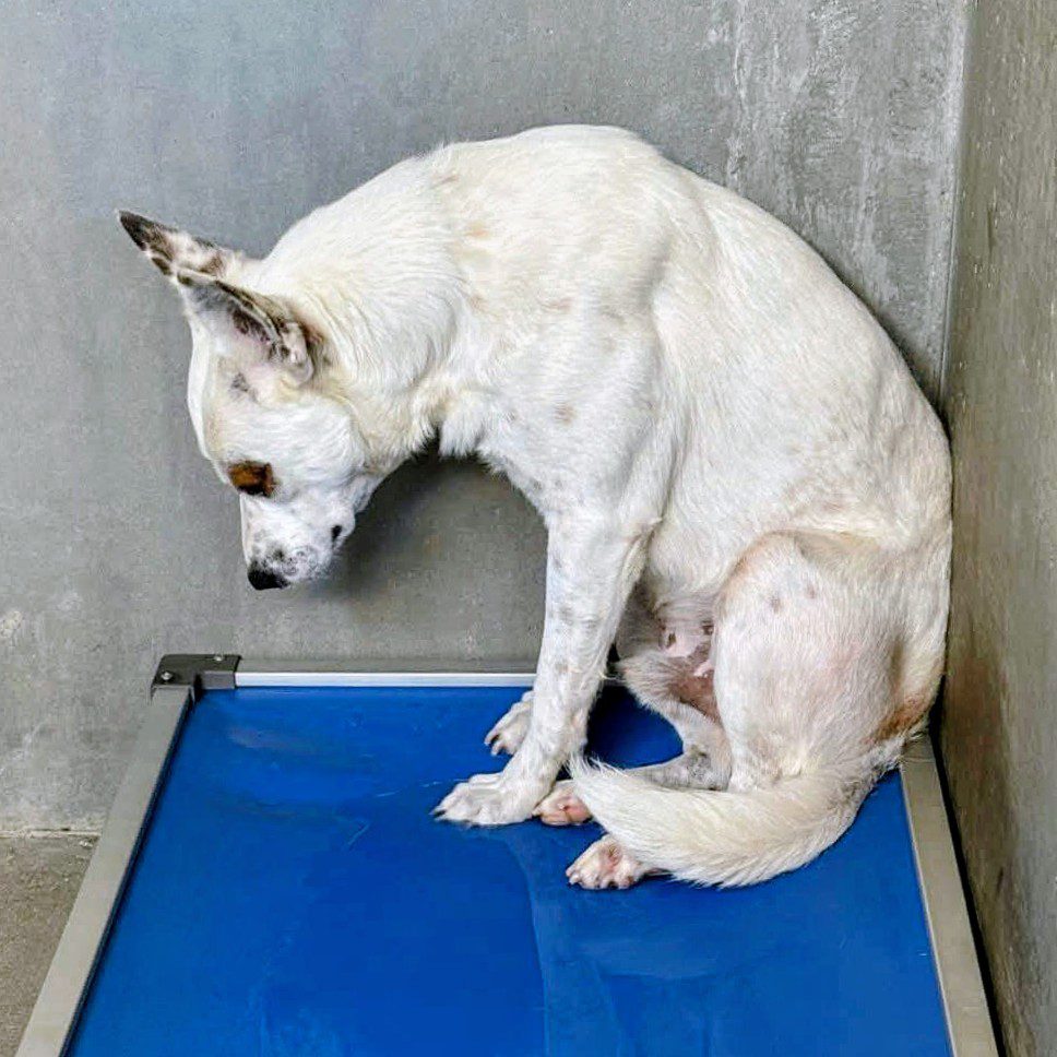 Terrified pup wrangled by officers with catchpole left him defeated Terrified pup wrangled by officers with catchpole left him defeated
