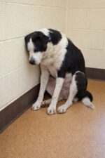 Shelter pup cornered into silence and labeled ‘available’ brings us to tears