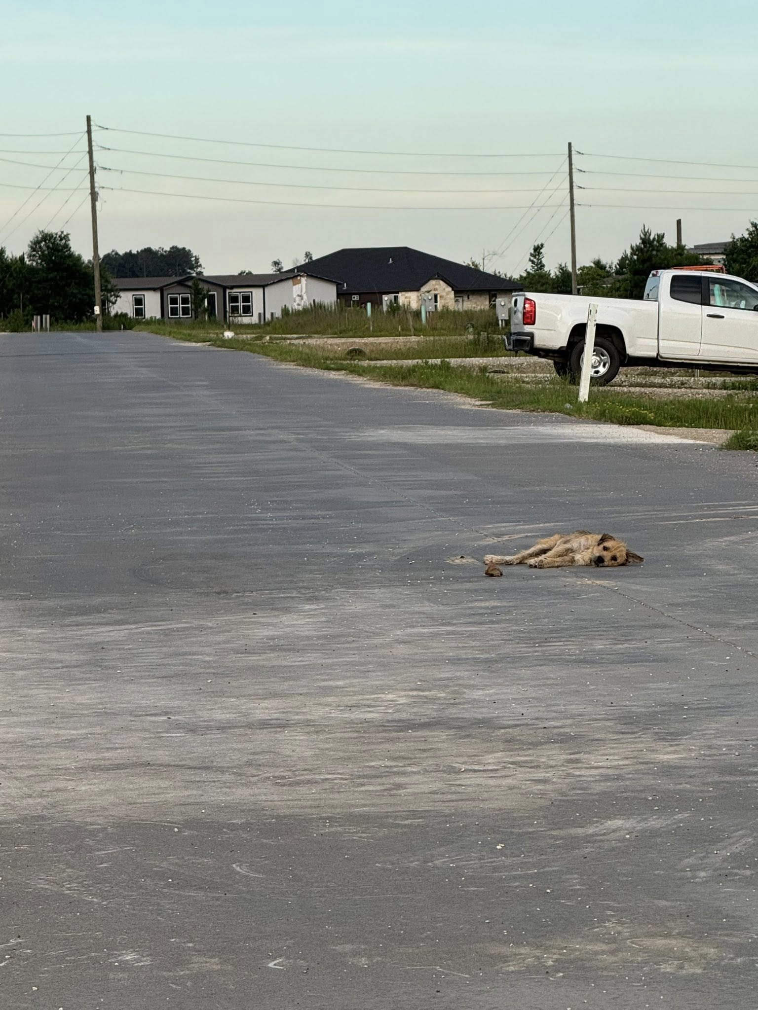 Street dog not even trying to get up from middle of hot concrete road saved by Houston rescue on way for emergency care Street dog not even trying to get up from middle of hot concrete road saved by Houston rescue on way for emergency care