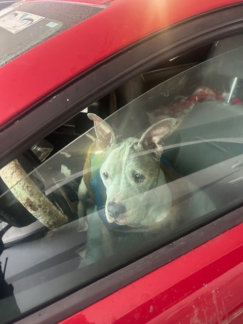 Devoted dog dad checked into hospital for emergency leaving his dog living in his car but rescue organization stepped in to help