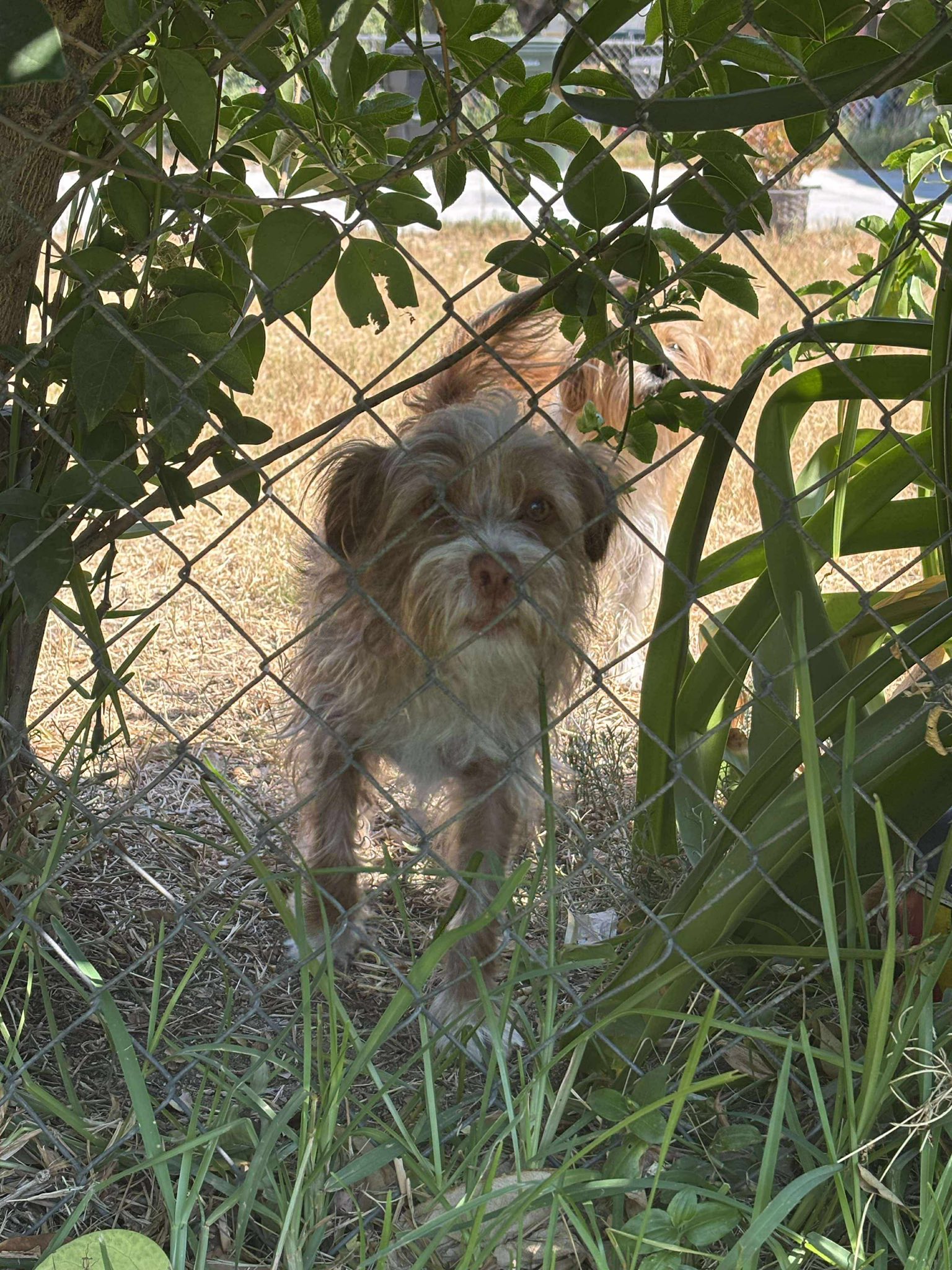 Fatal accident left 3 tiny dogs abandoned after relatives turned their backs and walked away