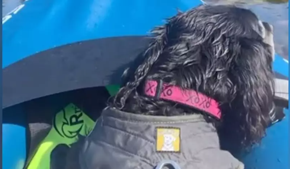Young couple on afternoon canoe ride spot lost blind dog and reunite her with family Young couple on afternoon canoe ride spot lost blind dog and reunite her with family