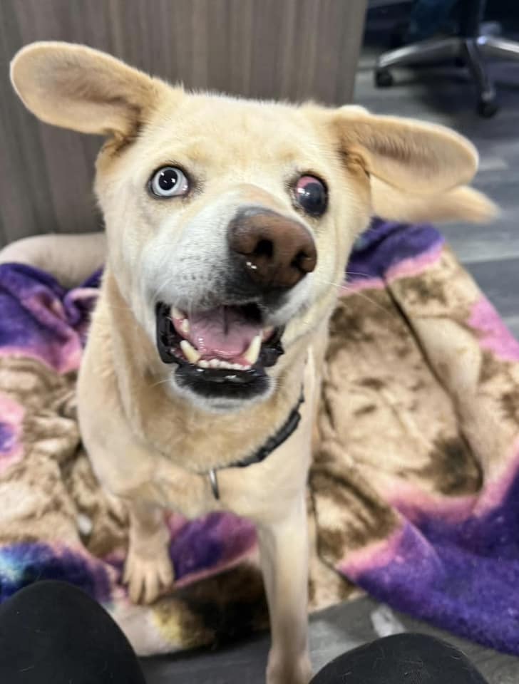 Surrendered pup born with facial deformity hasn’t stopped him from being the best boy in need of home Surrendered pup born with facial deformity hasn’t stopped him from being the best boy in need of home
