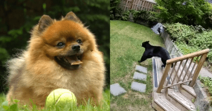 Six-pound Pomeranian chases black bear out of family’s home Six-pound Pomeranian chases black bear out of family’s home
