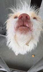 So sad: Shelter named tiny dog scared of the world ‘Scrooge’ as his life is slated to end So sad: Shelter named tiny dog scared of the world ‘Scrooge’ as his life is slated to end