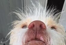 So sad: Shelter named tiny dog scared of the world ‘Scrooge’ as his life is slated to end