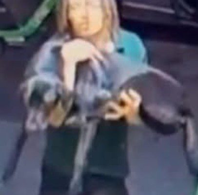 Angered kennel employee kicked dog excessively after Labrador knocked something over