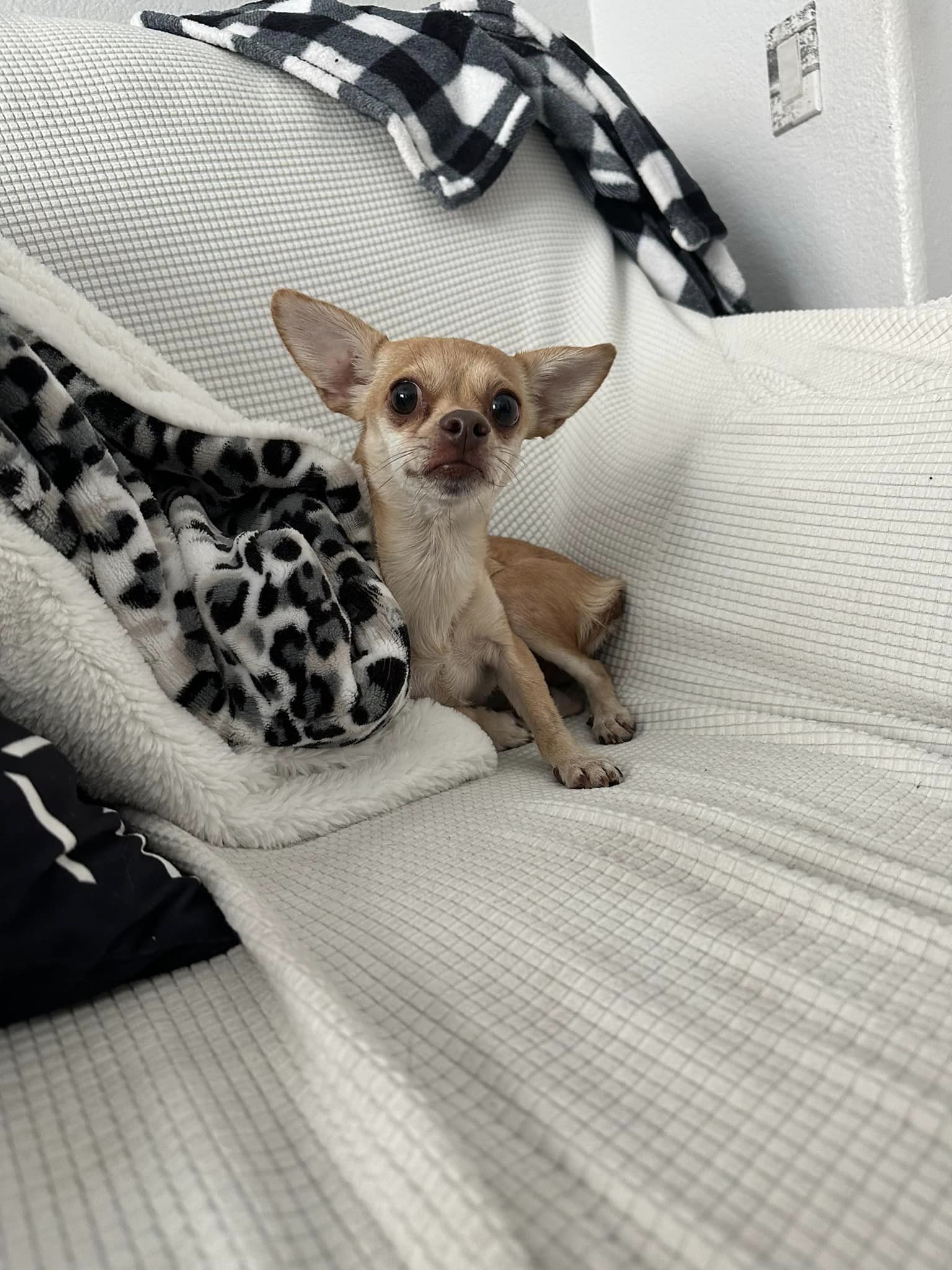 To save an angel on the run: Rescuers in action as tiny pup eludes capture To save an angel on the run: Rescuers in action as tiny pup eludes capture