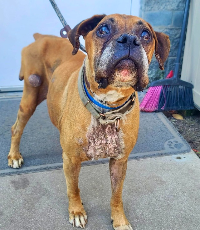 Senior Boxer with most soulful eyes abandoned at door of veterinarian clinic