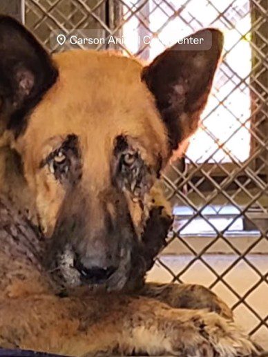 Heartbreaking: Abandoned senior shepherd let down by her owner in need of rescue