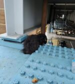 Tiny dog rescued from support beams on tracks in West Philadelphia