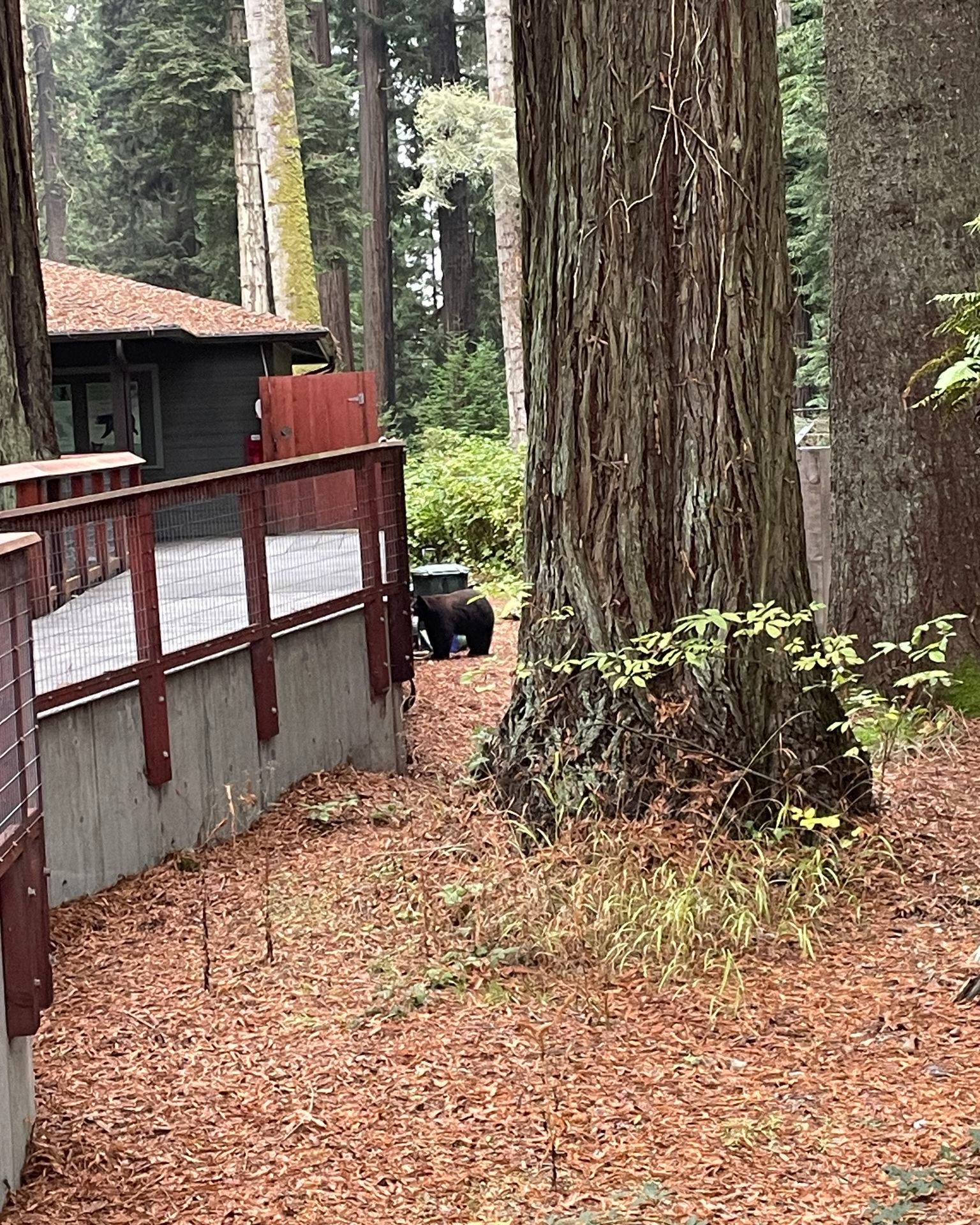 Lonely? Wild black bear broke into California zoo meets 3 resident bears Lonely? Wild black bear broke into California zoo meets 3 resident bears