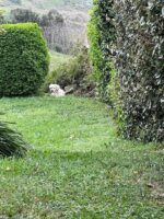 Pup three weeks on the run captured with the help of a rotisserie chicken as bait