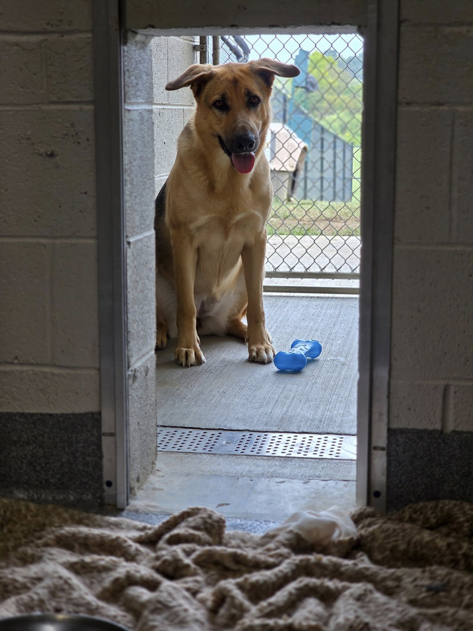Sevier County Animal Shelter severely overcrowded pleads for adopters to prevent dogs and cats from euthanasia
