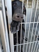 Shelter pup ‘Shadow’ tries with his whole heart to get noticed Shelter pup ‘Shadow’ tries with his whole heart to get noticed
