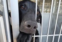 Shelter pup ‘Shadow’ tries with his whole heart to get noticed