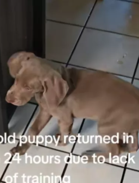 8-week-old puppy returned to breeder after one day because he wasn’t ‘properly trained’ 8-week-old puppy returned to breeder after one day because he wasn’t ‘properly trained’