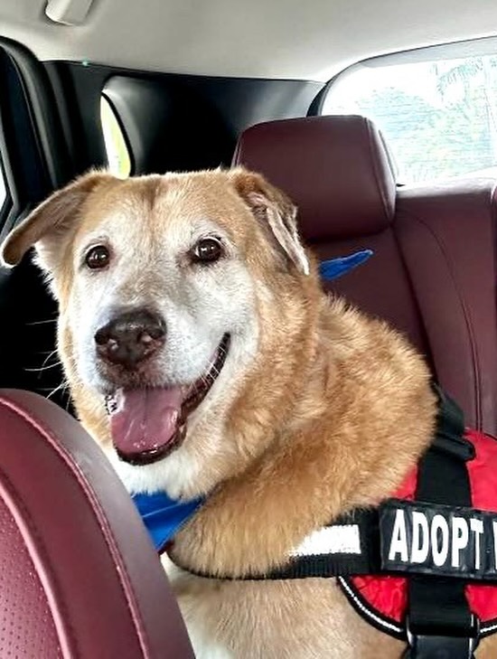 Heartbreaking: Senior golden retriever dumped at Miami shelter when he no longer fit into family’s lifestyle