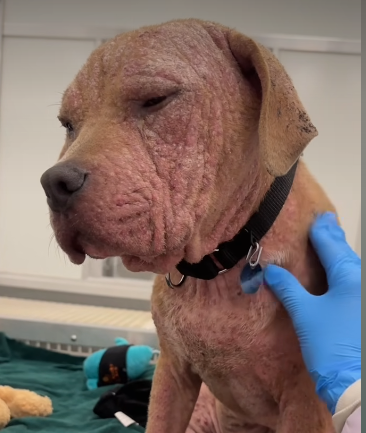Four month old puppy ‘Sheldon’ has had a very tough time so far but with help his life will get better Four month old puppy ‘Sheldon’ has had a very tough time so far but with help his life will get better