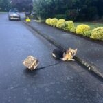German shepherd found tethered to short rope attached to cement block in middle of street German shepherd found tethered to short rope attached to cement block in middle of street