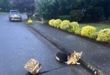 German shepherd found tethered to short rope attached to cement block in middle of street