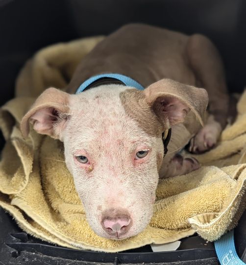 Heartbreaking: Help for 5 month old ‘Sherman’ abandoned in cage inside dumpster Heartbreaking: Help for 5 month old ‘Sherman’ abandoned in cage inside dumpster