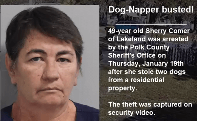 Florida ‘double dog napper’ caught on video stealing dogs from driveway: BUSTED!