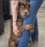 Surrendered senior Shar-pei lost her life long owner and her entire world