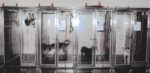 Las Vegas dog trainer charged with animal cruelty for using shock collars and lifting dogs off ground