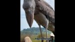 Huge dinosaur-like bird lands on tour boat in Africa