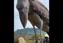 Huge dinosaur-like bird lands on tour boat in Africa