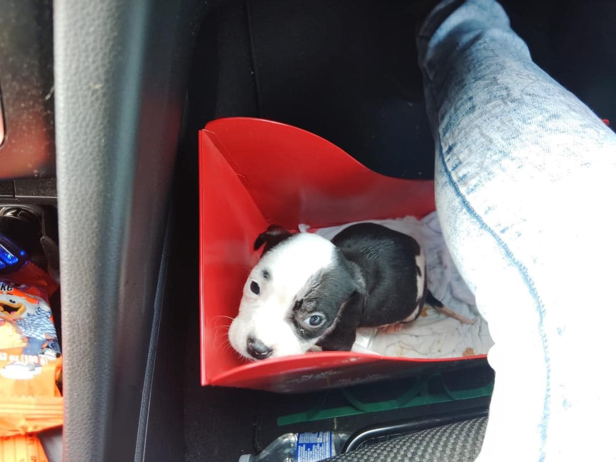 Puppy wasn’t perfect enough so breeder left her in shopping cart outside grocery store Puppy wasn’t perfect enough so breeder left her in shopping cart outside grocery store